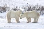 세계 북극곰의 수도, 캐나다 처칠로 간다